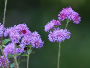 Ageratum_1