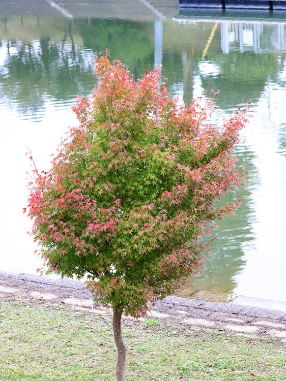 momiji20151123-1