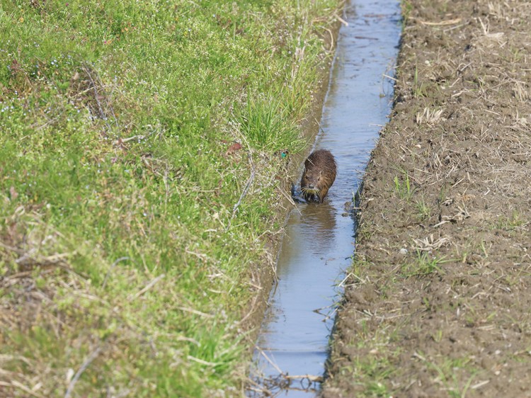 Nutria20170329-1