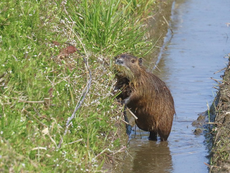 Nutria20170329-2