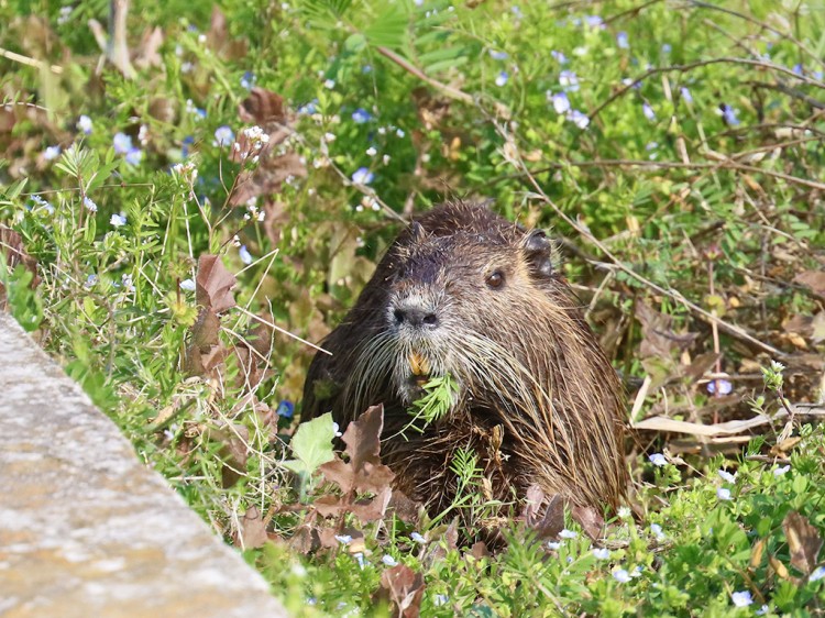 Nutria20170329-3