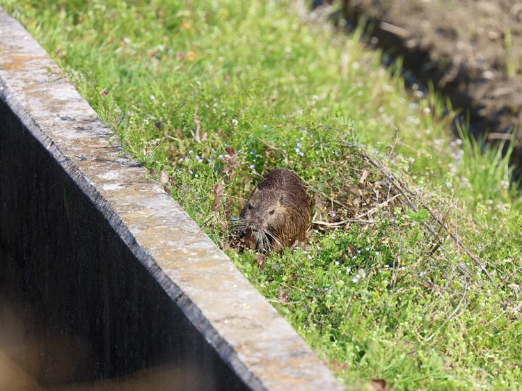 Nutria20170329-4