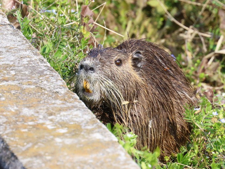 Nutria20170329-5