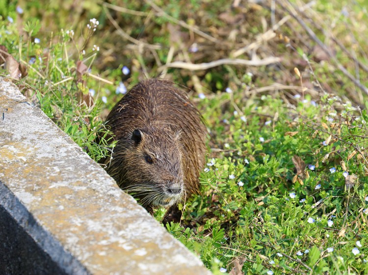 Nutria20170329-6