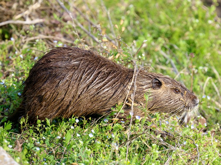 Nutria20170329-7