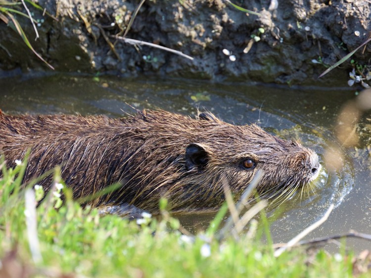 Nutria20170329-8