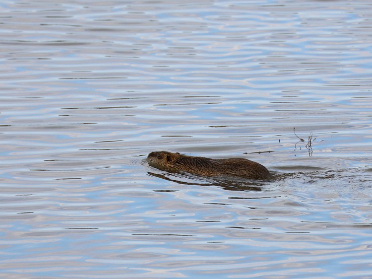 nutria20160107-1