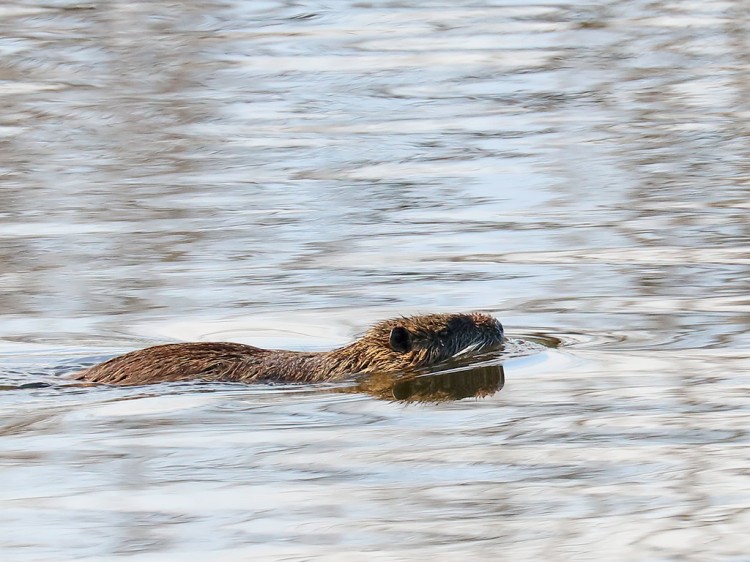 nutria20160114