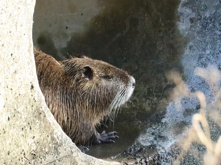 nutria20160317-1