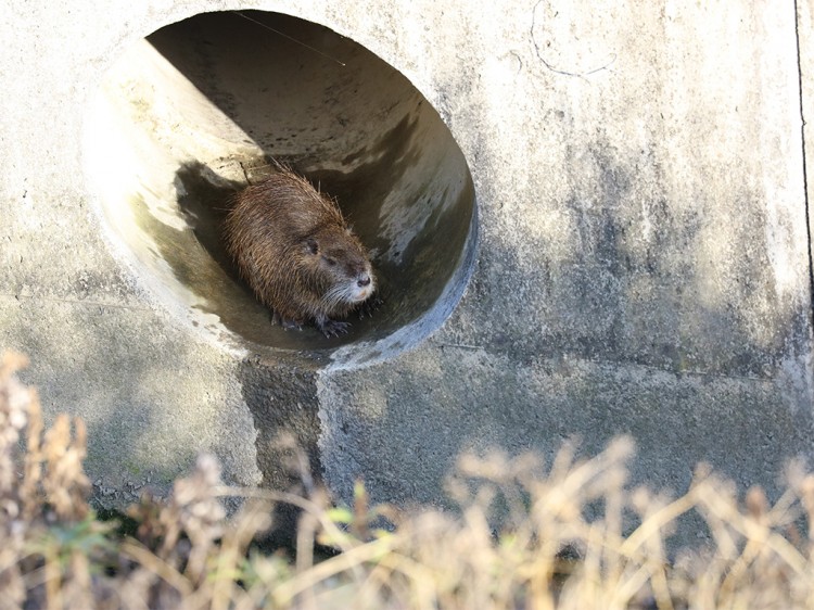 nutria20160317-2