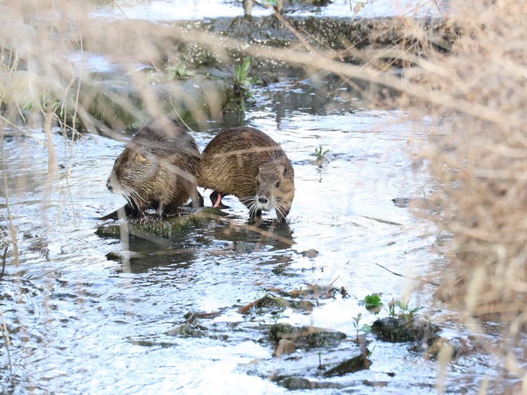 nutria20160404-2