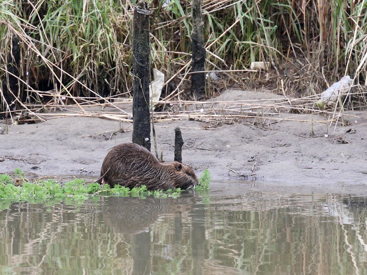 nutria20160404