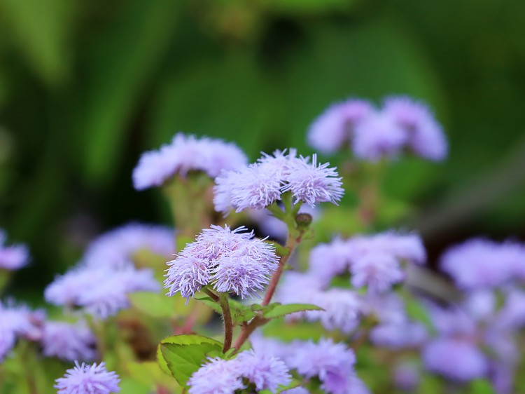 Ageratum20151011