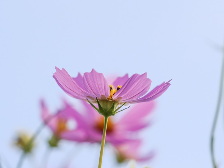 cosmos20161019-1