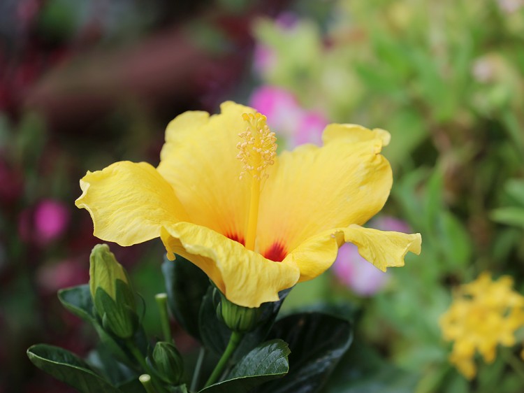 hibiscus20151011