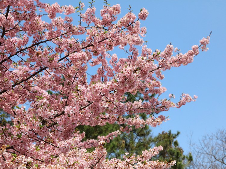 sakura20160308-3