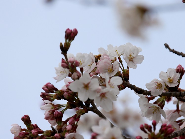 sakura20160329-1