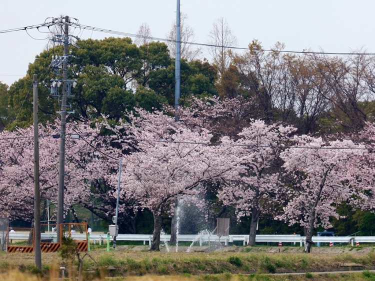 sakura20160402-1