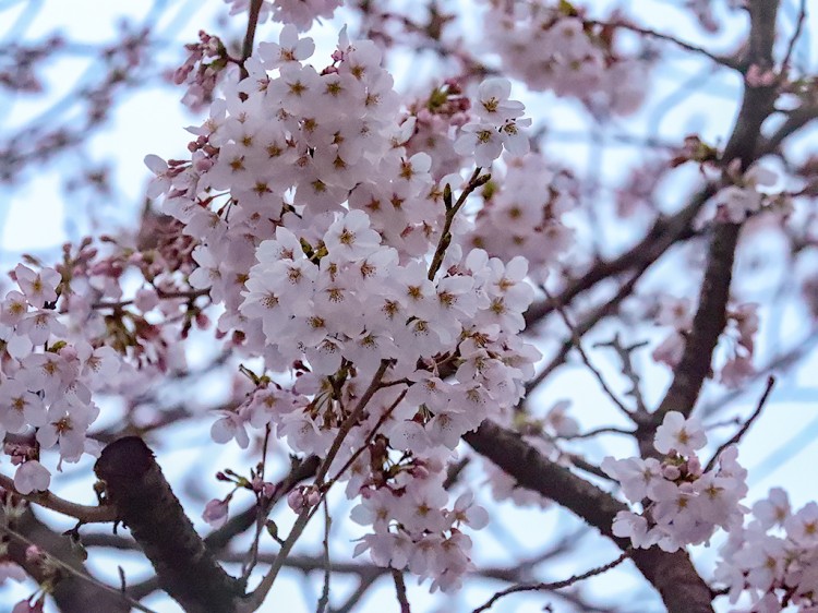 sakura20170403-2