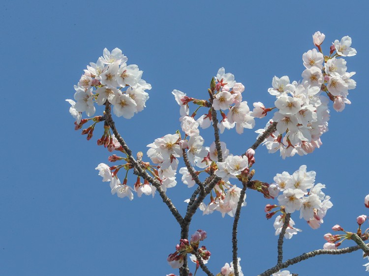 sakura20170404-1