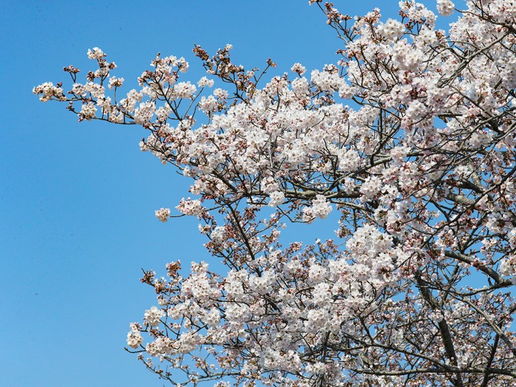 sakura20170404-2