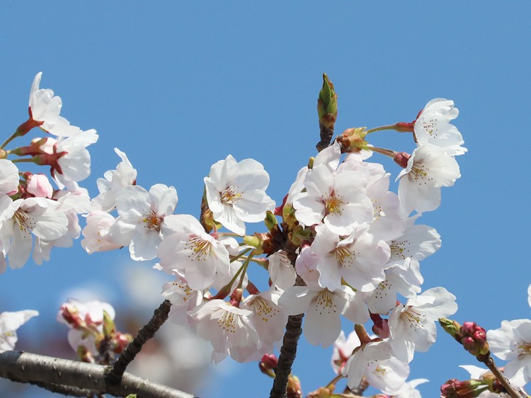 sakura20170404-3