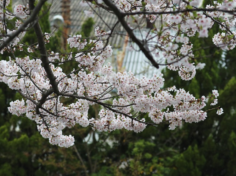 sakura20170408-2