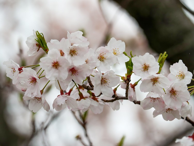 sakura20170408-3