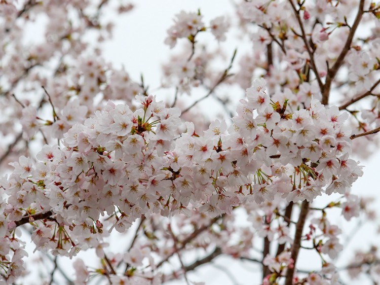 sakura20170408-5