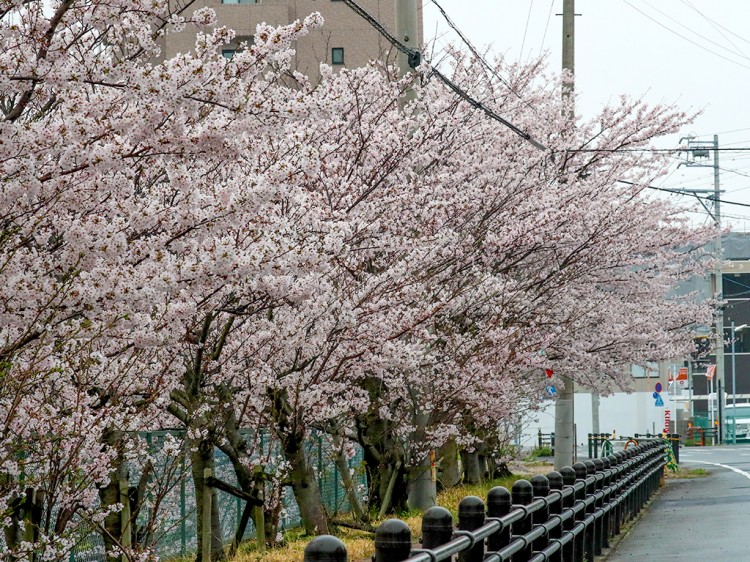 sakura20170408-6