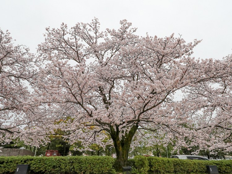 sakura20170409-1