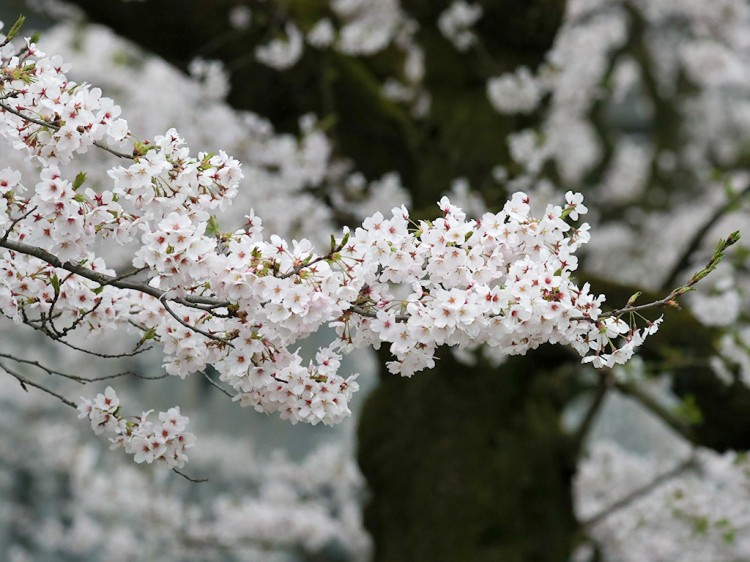 sakura20170409-2