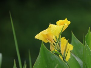 Canna20150705