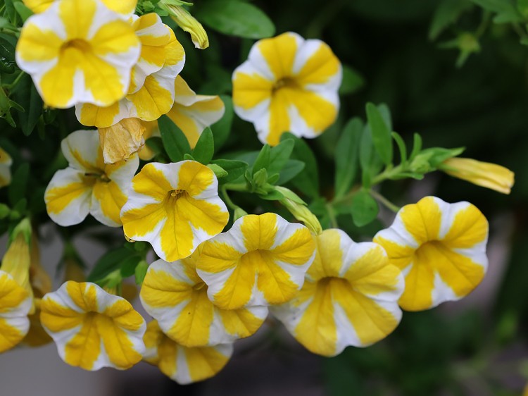 calibrachoa20151011