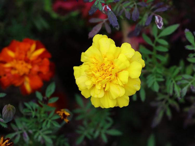 marigold20151011