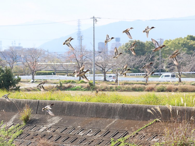 kogamo20151128-1