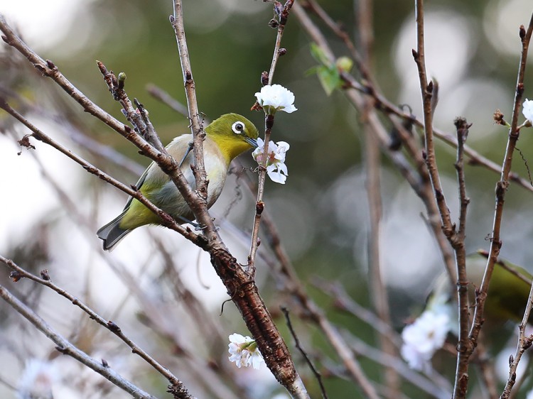 mejiro20151219-5