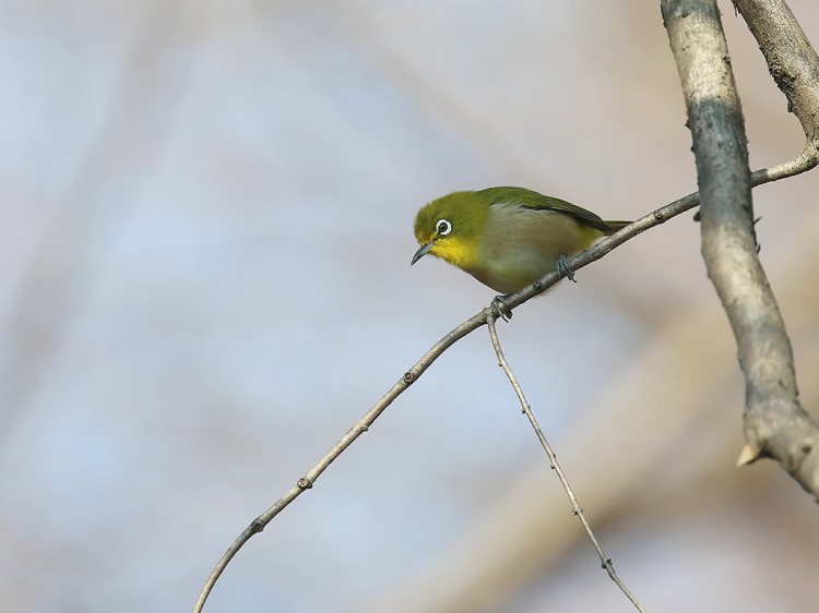 mejiro20150102-1