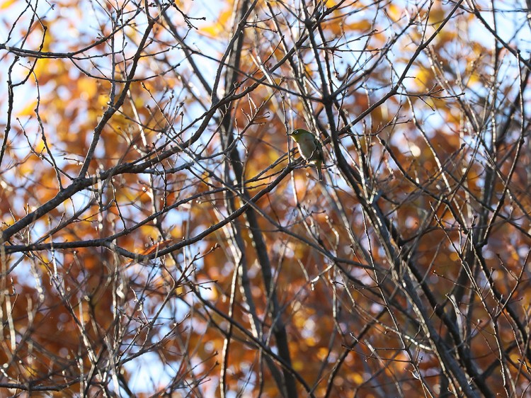 mejiro20160101-2