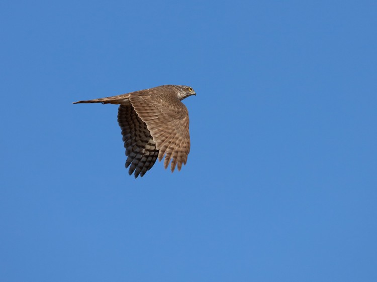 haitaka20160218-2