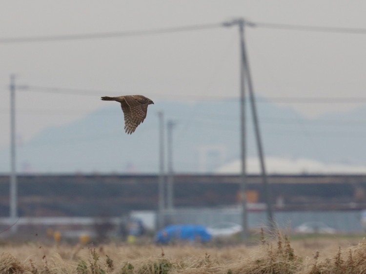 kochougenbou20160123-4