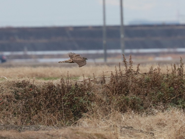 kochougenbou20160123-5