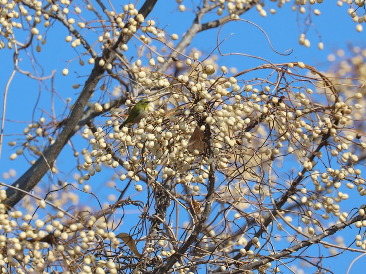 mejiro20160126-1