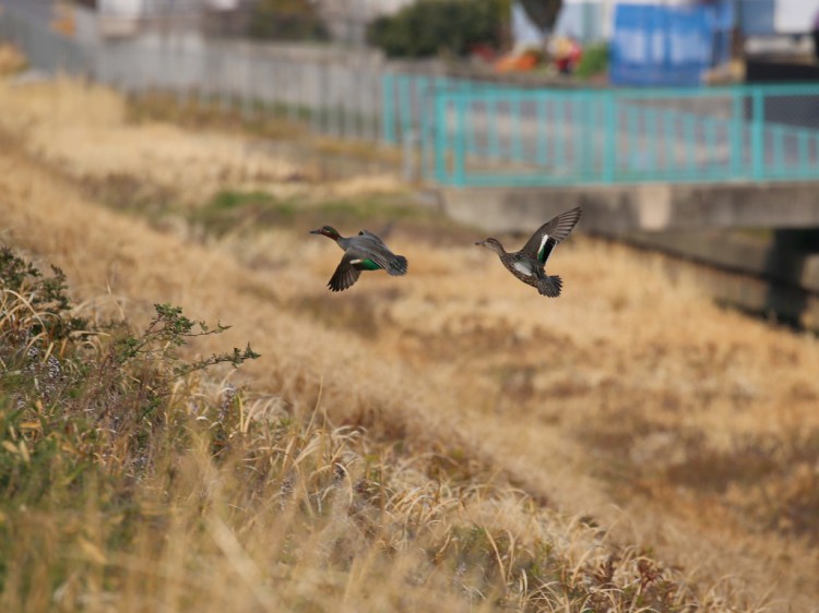 kogamo20160305-2