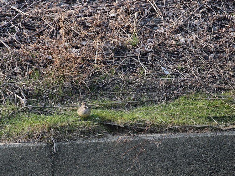 kogamo20160305-3