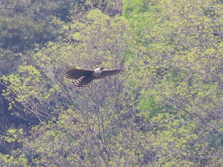 kumataka20160423-2