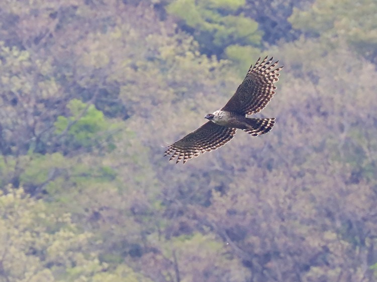 kumataka20160423-4