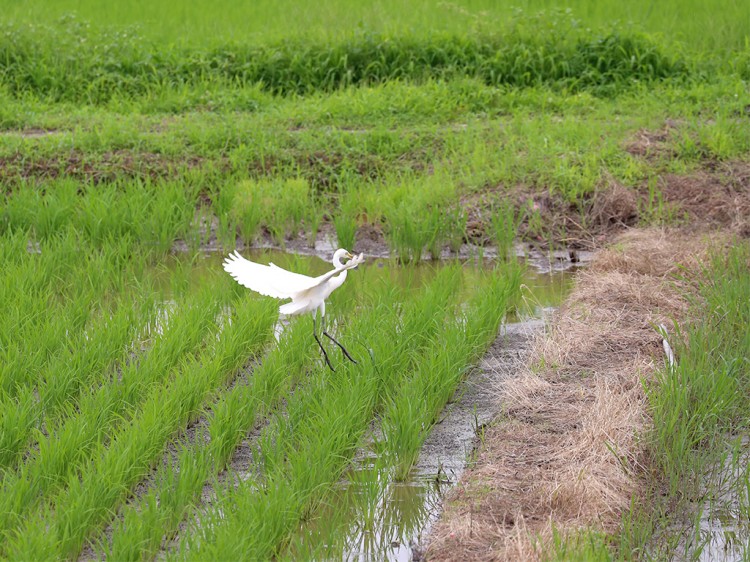 chuusagi20160630-1