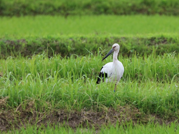 kounotori20160605-4