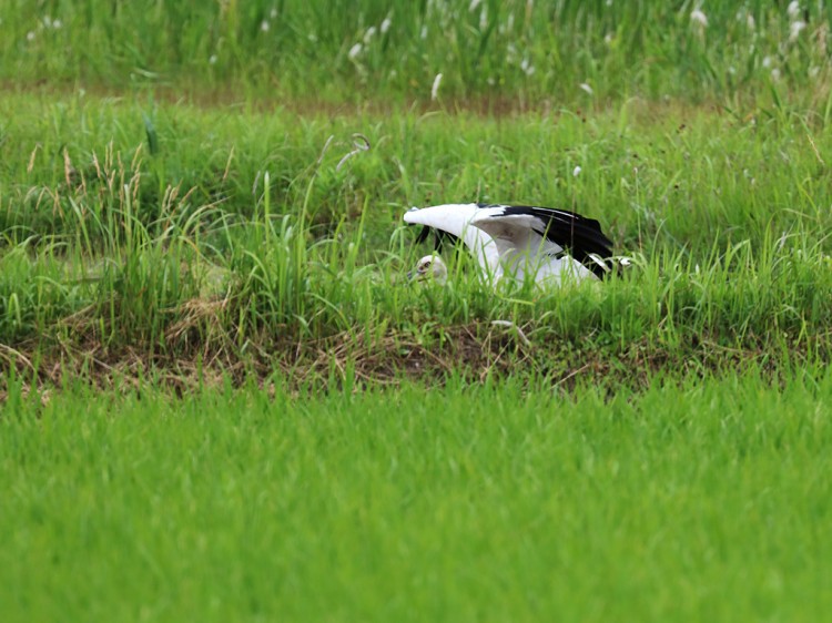 kounotori20160605-5